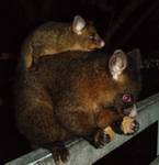 Tasmanian Brush-tailed Possum and joey before they disappeared