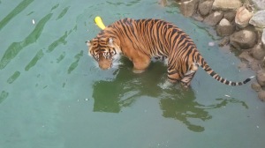 27/1/15 Berani Sumatran Tiger at the National Zoo and Aquarium